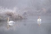 Phil Harbord - Swans in the Mist